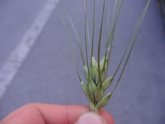 Triticum aestivum