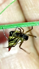 Micrathena plana
