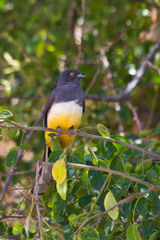 Trogon citreolus