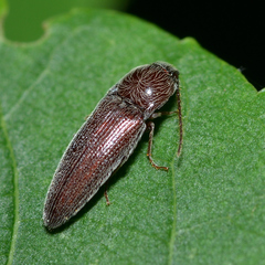Melanotus americanus