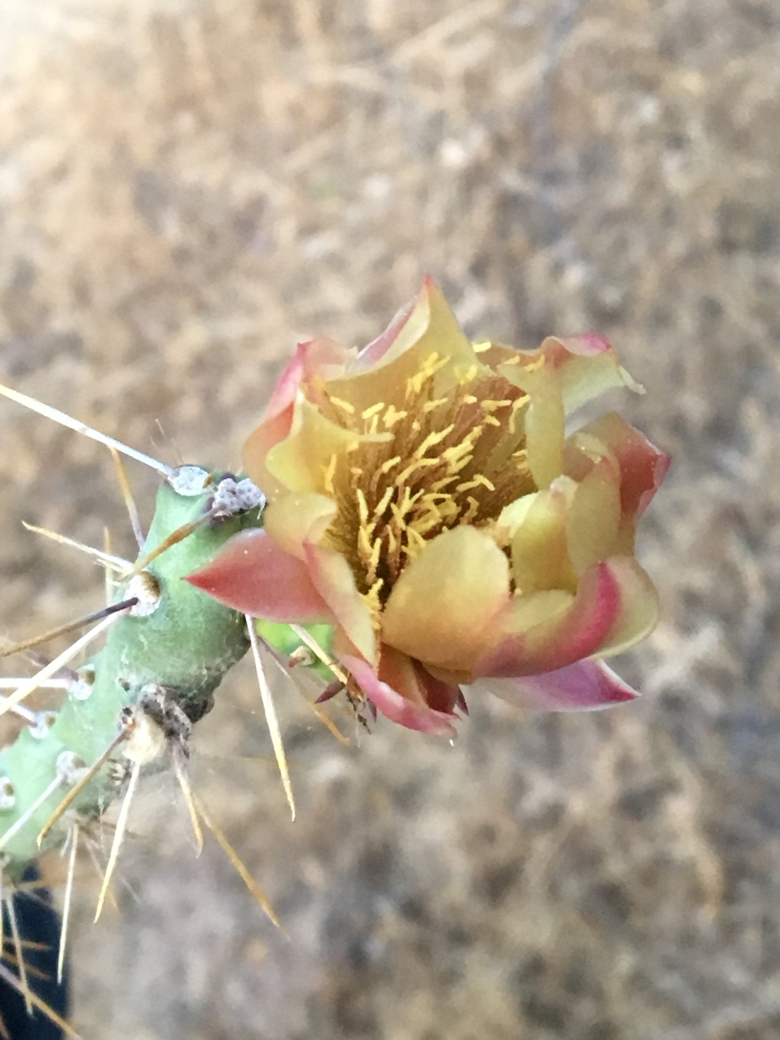 Cylindropuntia X tetracantha