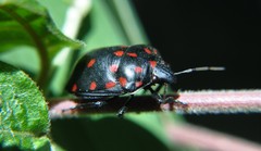 Pachycoris