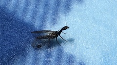 Raphidiinae