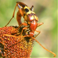 Strangalia sexnotata