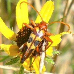 Strangalia sexnotata