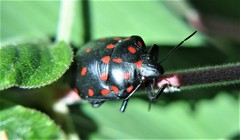 Pachycoris