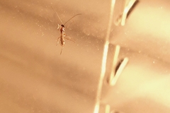 Macrocentrinae