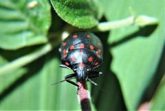Pachycoris