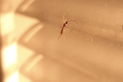 Macrocentrinae