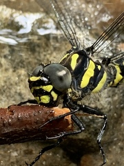 Cordulegaster erronea