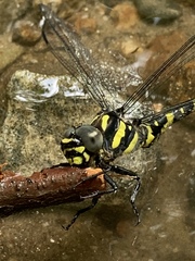 Cordulegaster erronea