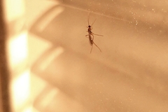 Macrocentrinae