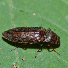 Dixicollis divaricatus
