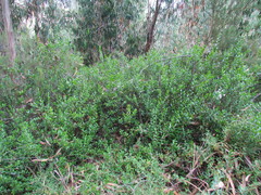 Myrtus communis tarentina