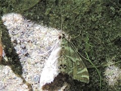 Petrophila canadensis