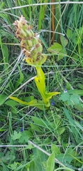 Dactylorhiza incarnata