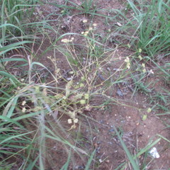 Valerianella radiata