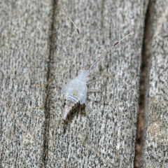 Hyaliodes