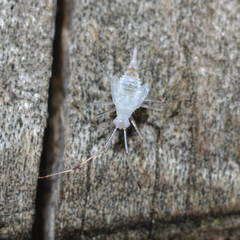 Hyaliodes