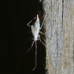 Hyaliodes
