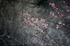 Boronia spathulata
