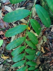 Marcgravia rectiflora