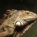 Iguanidae - Photo (c) Jorunn D. Newth, μερικά δικαιώματα διατηρούνται (CC BY-NC-SA)