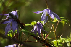 Clematis occidentalis grosseserrata