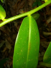 Marcgravia rectiflora