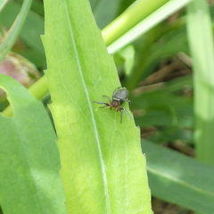 Tutelina similis