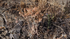 Dudleya abramsii abramsii