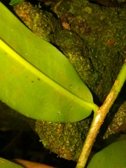 Marcgravia rectiflora