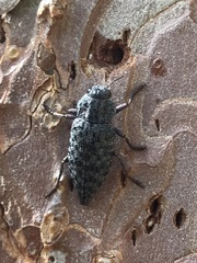 Chrysochroinae