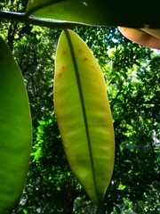 Marcgravia rectiflora