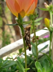 Omalotettix chapadensis