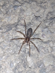Liocranum rupicola