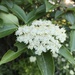 Viburnum cassinoides - Photo (c) johnpand, μερικά δικαιώματα διατηρούνται (CC BY-NC), uploaded by johnpand