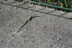 Podarcis muralis