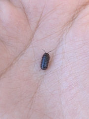 Armadillidium vulgare