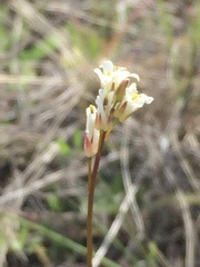 Arabis pycnocarpa