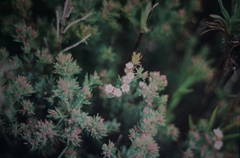 Verticordia plumosa