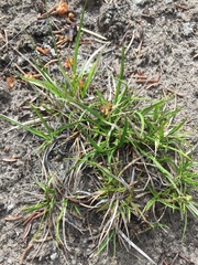 Carex rossii