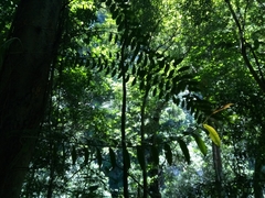 Marcgravia rectiflora