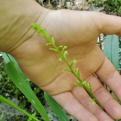 Platanthera flava flava