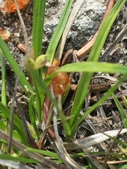 Carex rossii