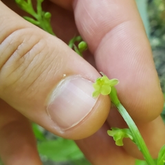 Platanthera flava flava