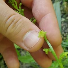 Platanthera flava flava