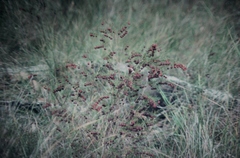 Boronia megastigma