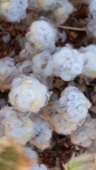 Bombycilaena discolor
