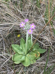 Primula incana